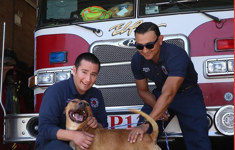 El Paso Fire Stations Now Able To Find Lost Animals With Microchip Scan