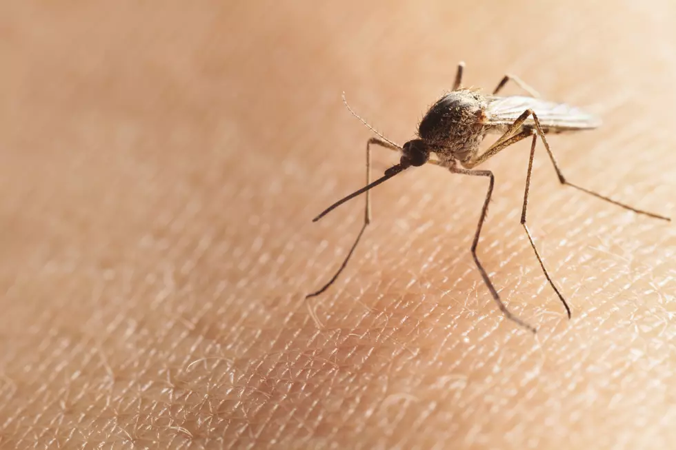Longer Warm Months Means Longer Mosquito Season In El Paso