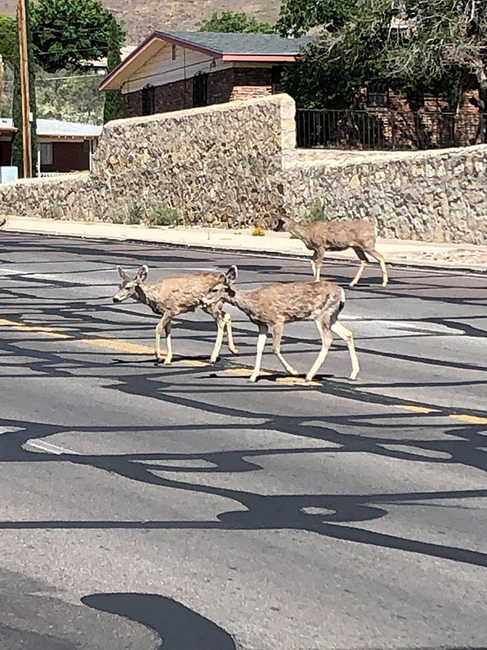 Deer Roam the Streets as El Paso Residents Continue to Stay Home