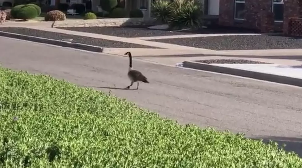Geese In The Street? Tricia Gets Video Of One Near House [VIDEO]