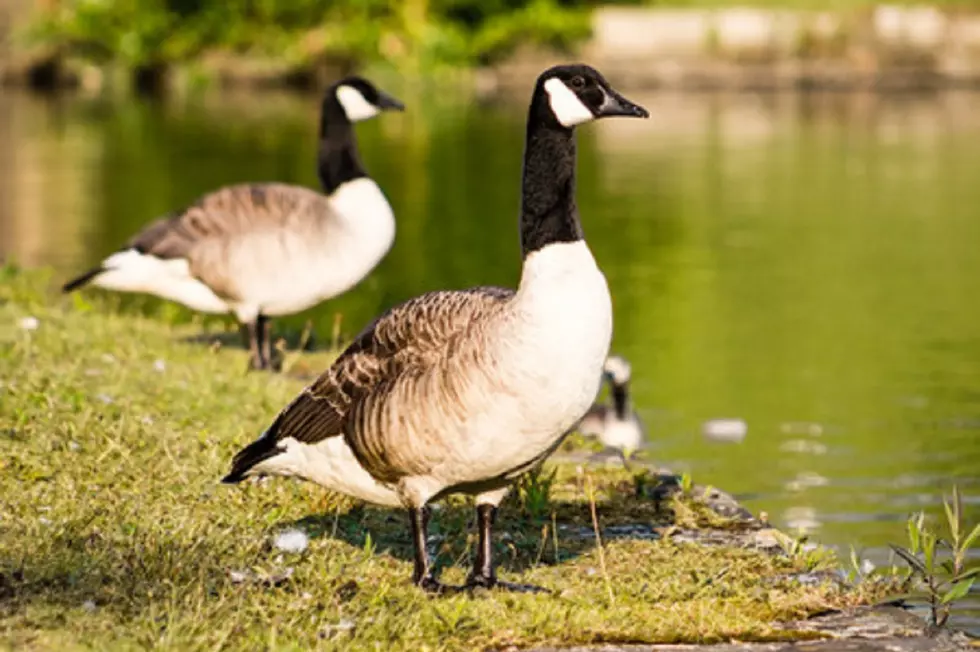 Two Beheaded Geese Found Near El Paso Golf Course