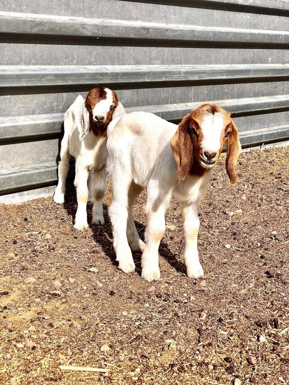 Licon Dairy Petting Zoo Reopening Postponed But You Can Still Get Asadero