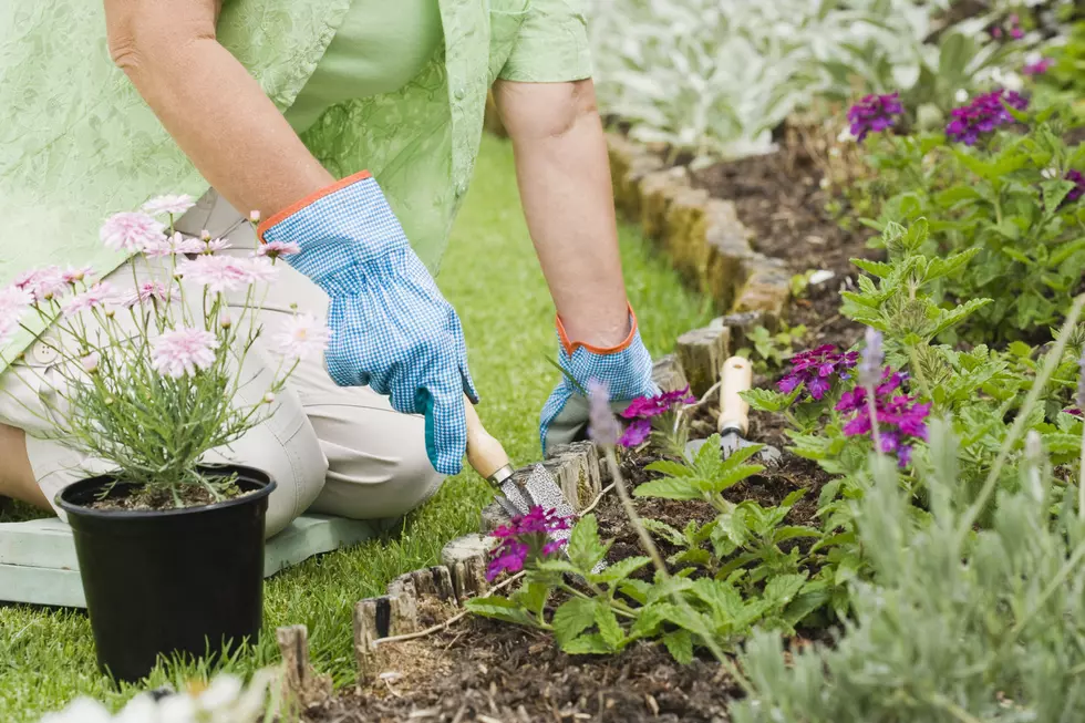 Take A Master Gardener Class At El Paso Community College
