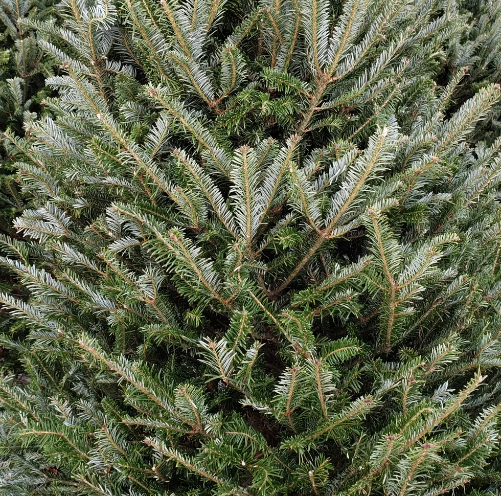 Where to Buy Fresh Cut and Living Christmas Trees in El Paso