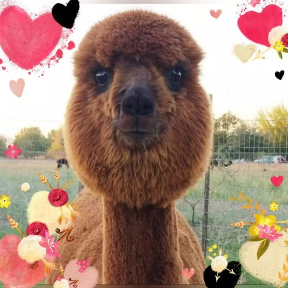 Take Valentine’s Day Photos with Alpacas this Weekend