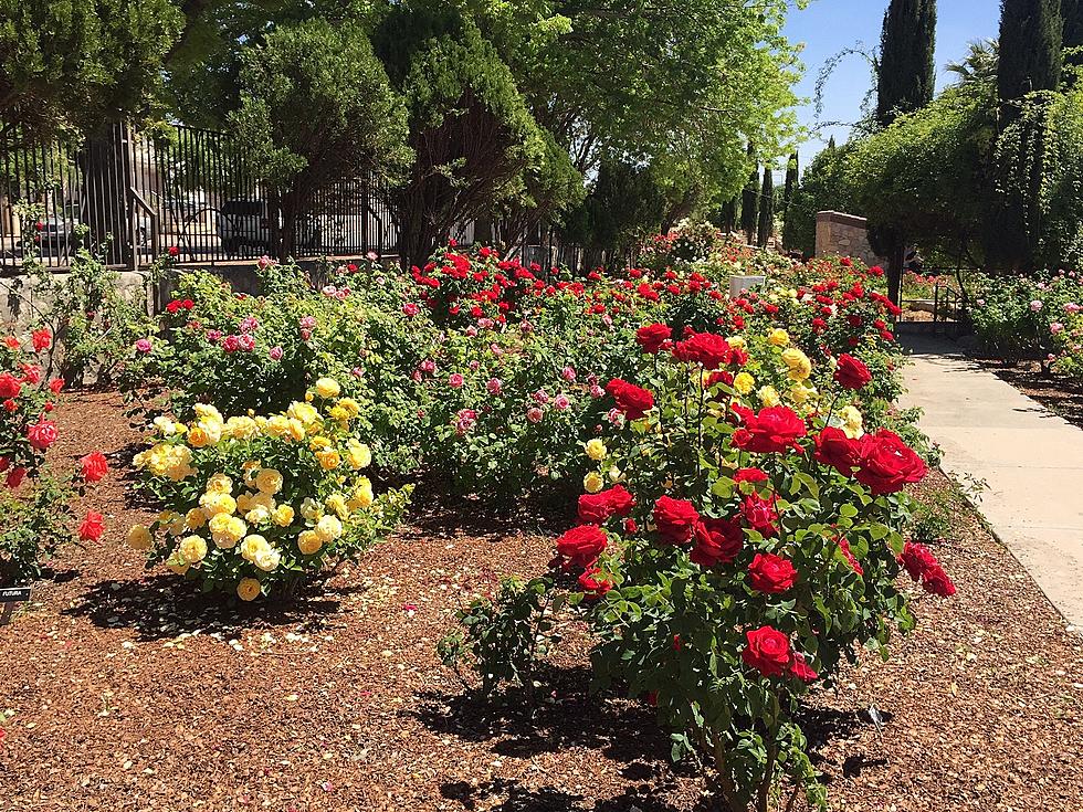 El Paso Municipal Rose Garden Reopens 