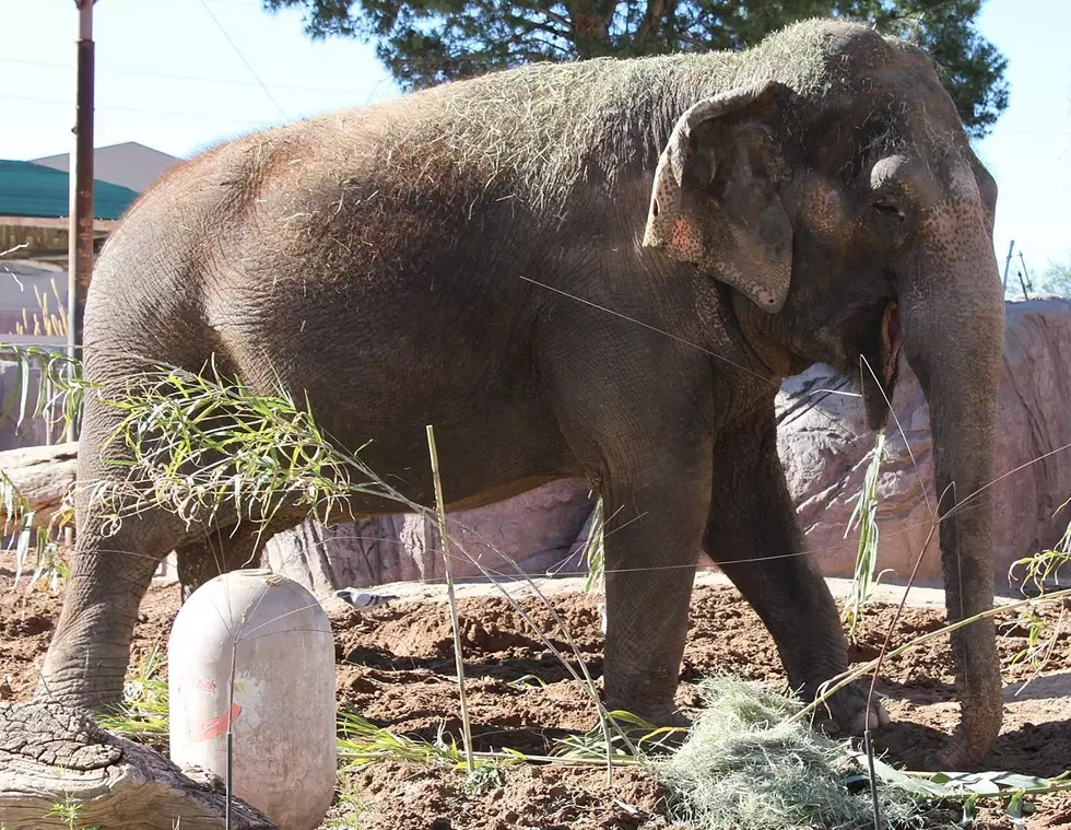 El Paso Zoo Elephant Savannah to Make 2021 Super Bowl Prediction