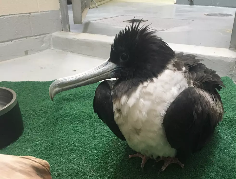 Zoo Transports Rare Seabird That Landed In El Paso During Winter Storm