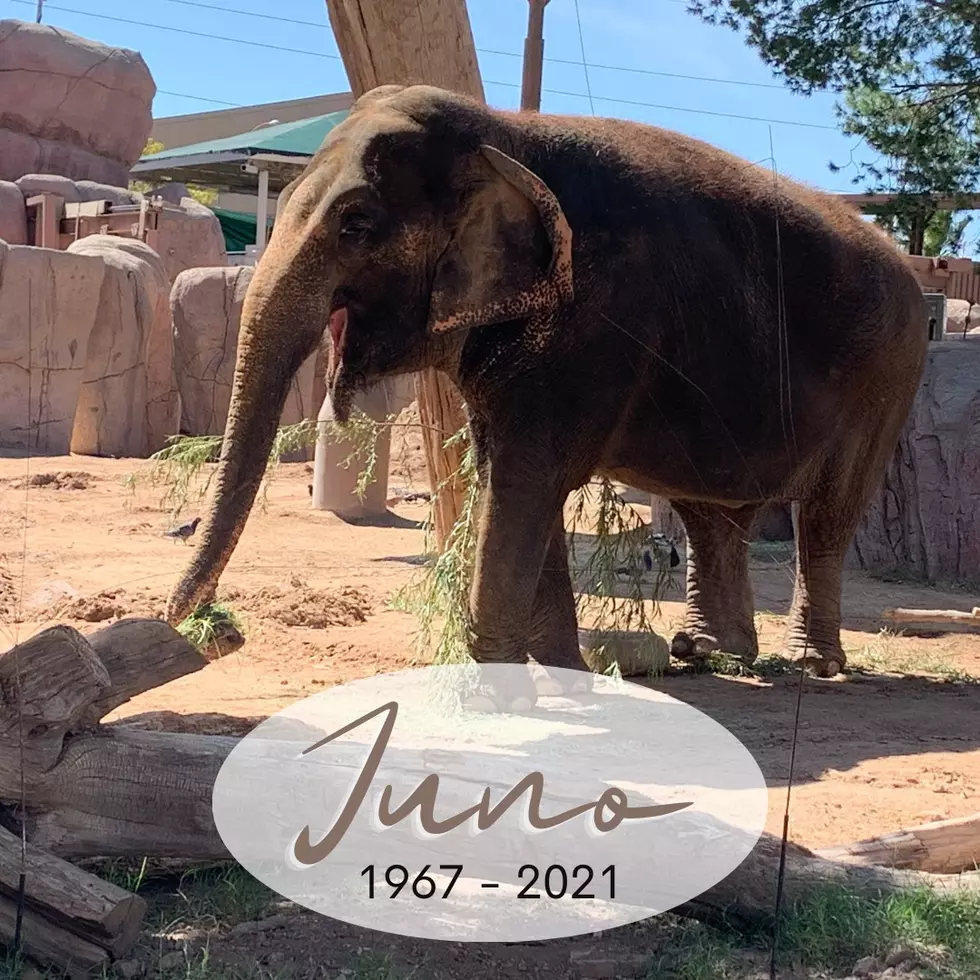 El Paso Zoo’s Asian Elephant Juno Has Gone to Elephant Heaven