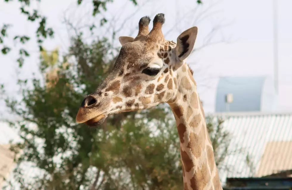 Gigi, the Newest El Paso Zoo Giraffe, is Too Cute! Check out the Pics