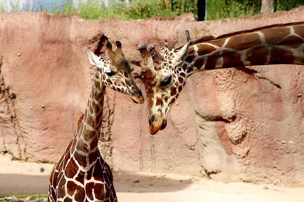 El Paso Zoo Update: Masks No Longer Required, Indoor Exhibits to Open Up