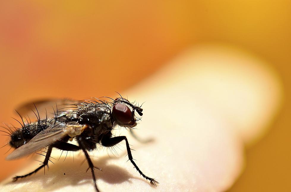 Here's Why El Paso Is Seeing More Flies This Summer
