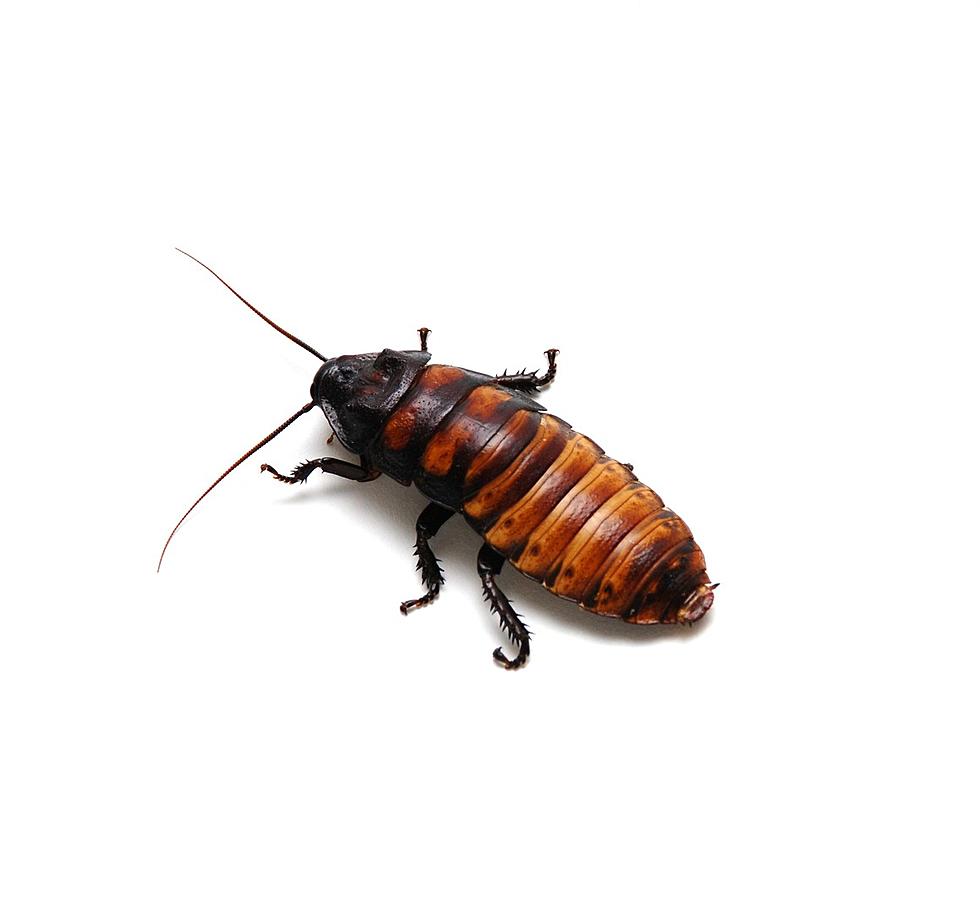 4 Easy Ways To Kill Cockroaches After All The Rain We've Had