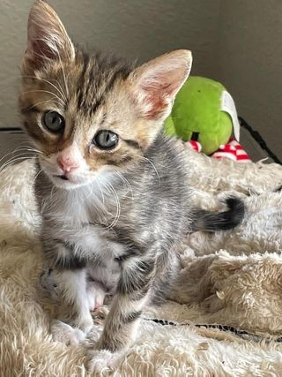 Celebrating Kittens with KISSFM Listeners’ Cute Fur Baby Photos