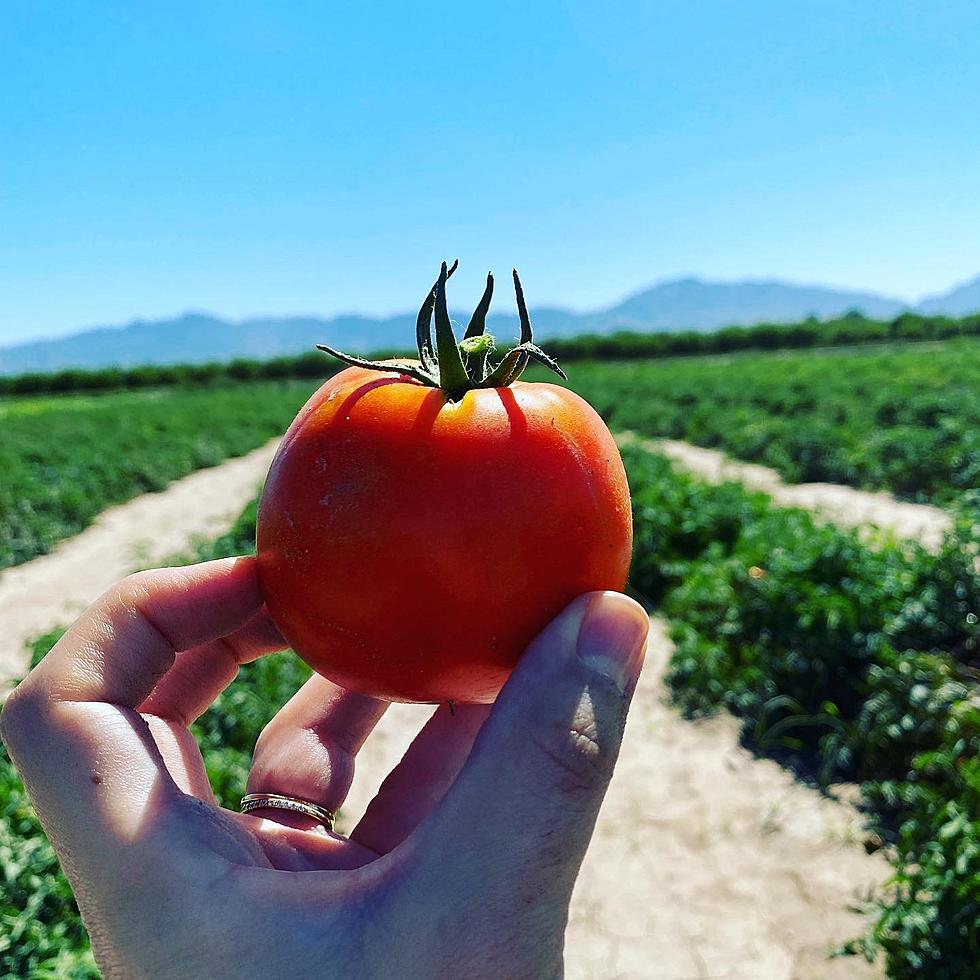 Tomatoes are Ripe for the Picking at La Union Maze
