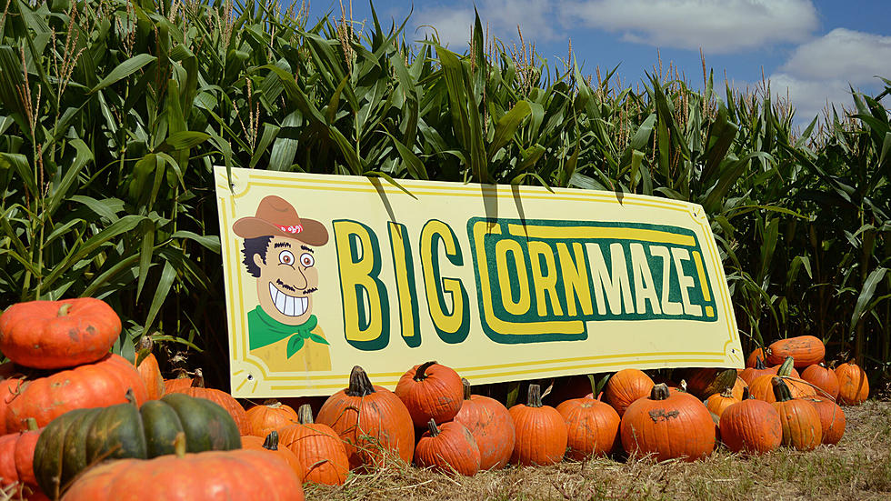 El Paso’s Corn Maze, Pumpkin Patch Opens For the Season