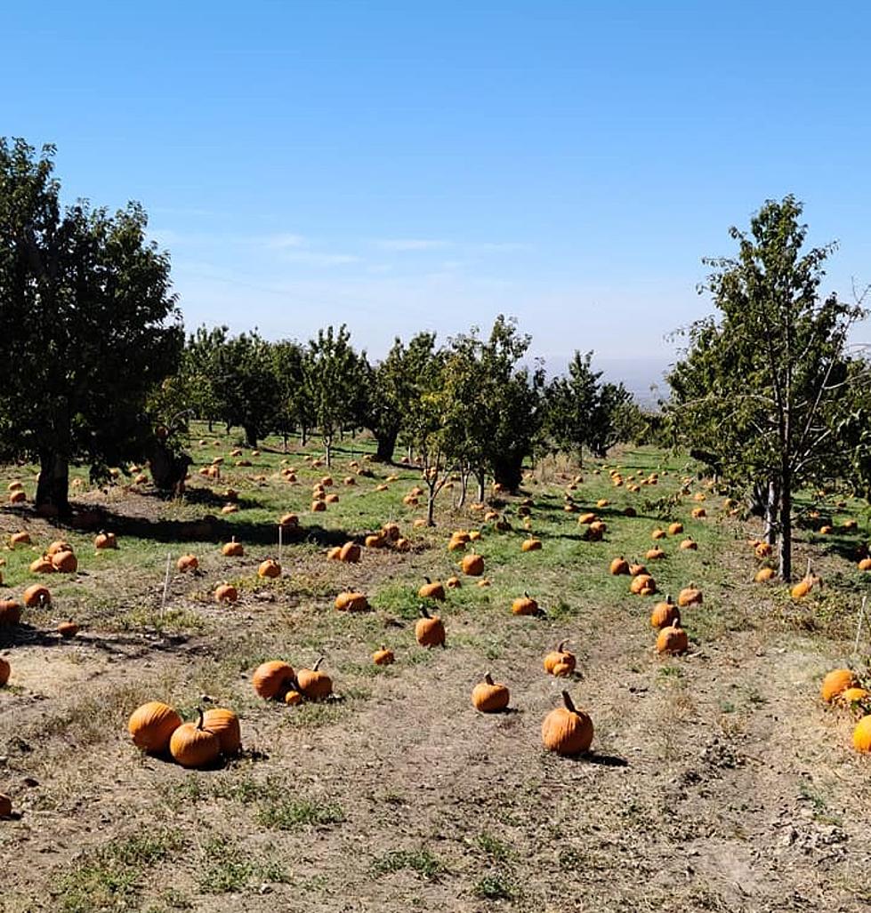Fall Harvest Fun: Pick Pumpkins in the Mountains of New Mexico