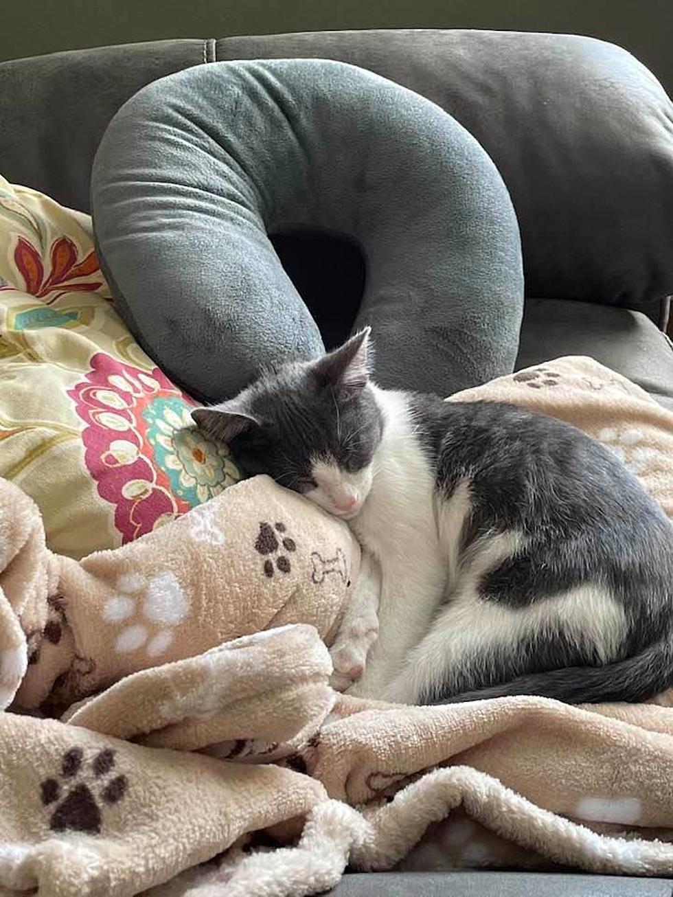 El Paso Miracle Kitty Doing Great After Getting Rescued From Car 