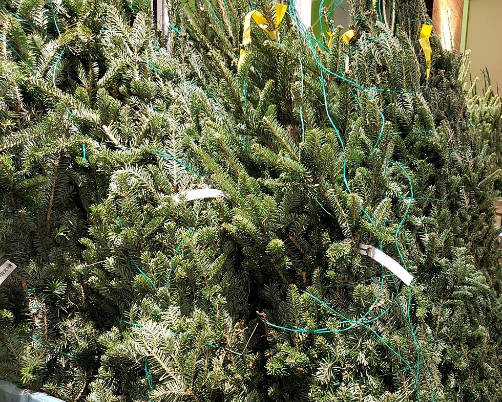 Here’s Where You Can Find Fresh Cut and Live Christmas Trees Around El Paso