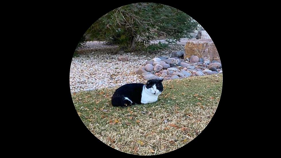 UTEP Students Mourn the Passing of Beloved Campus Cat Mr. Hissy
