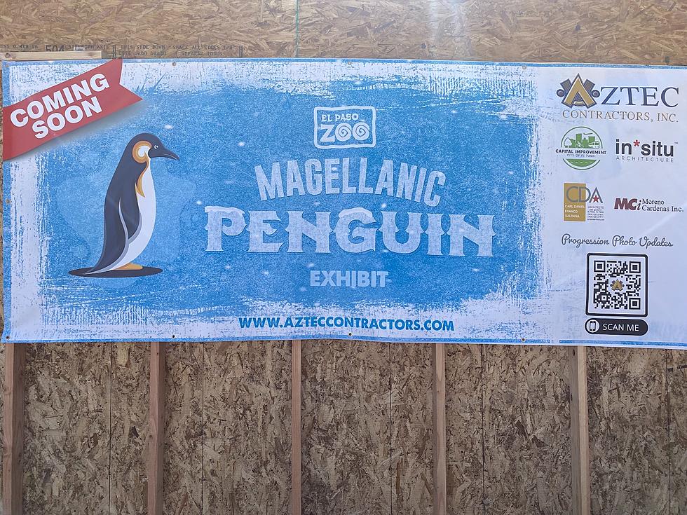 New Penguin Exhibit Is Coming To The El Paso Zoo