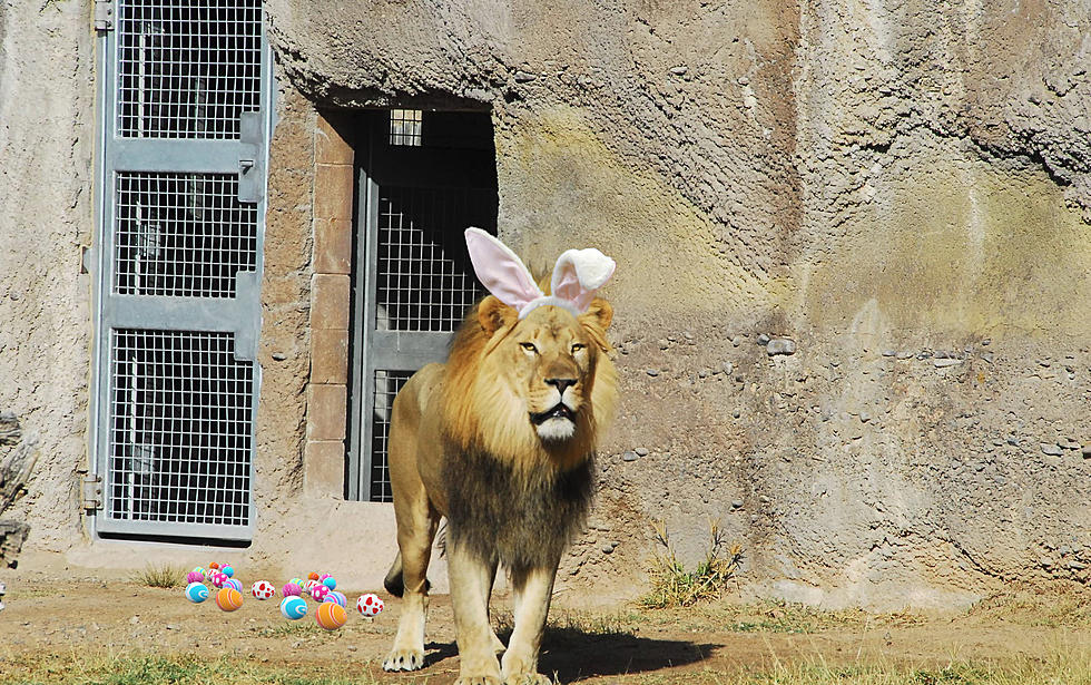 Eggscitement Awaits at El Paso Zoo Easter Weekend with EggstravaganZoo + Party For The Planet