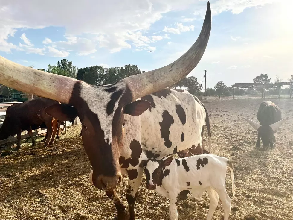 Licon Dairy Welcomes Newbown Watusi to Their Petting Zoo