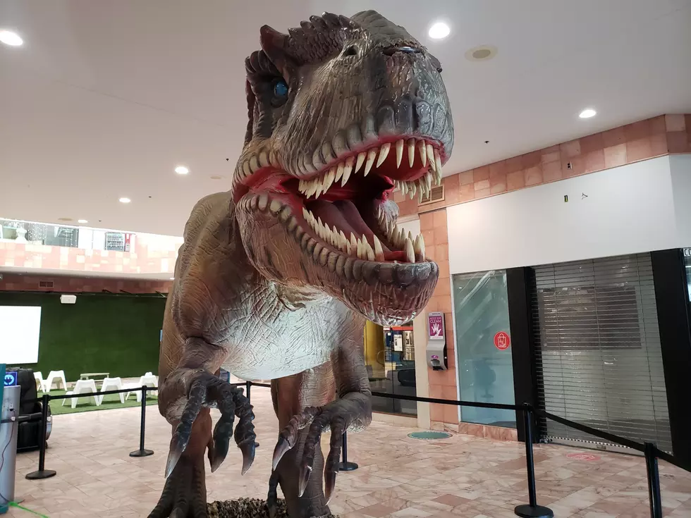 Jurassic Era Animatronic Dinosaurs Roar Into West El Paso Mall