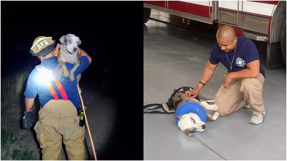 El Paso Firefighter Rescues Dog Then Adopts Her 