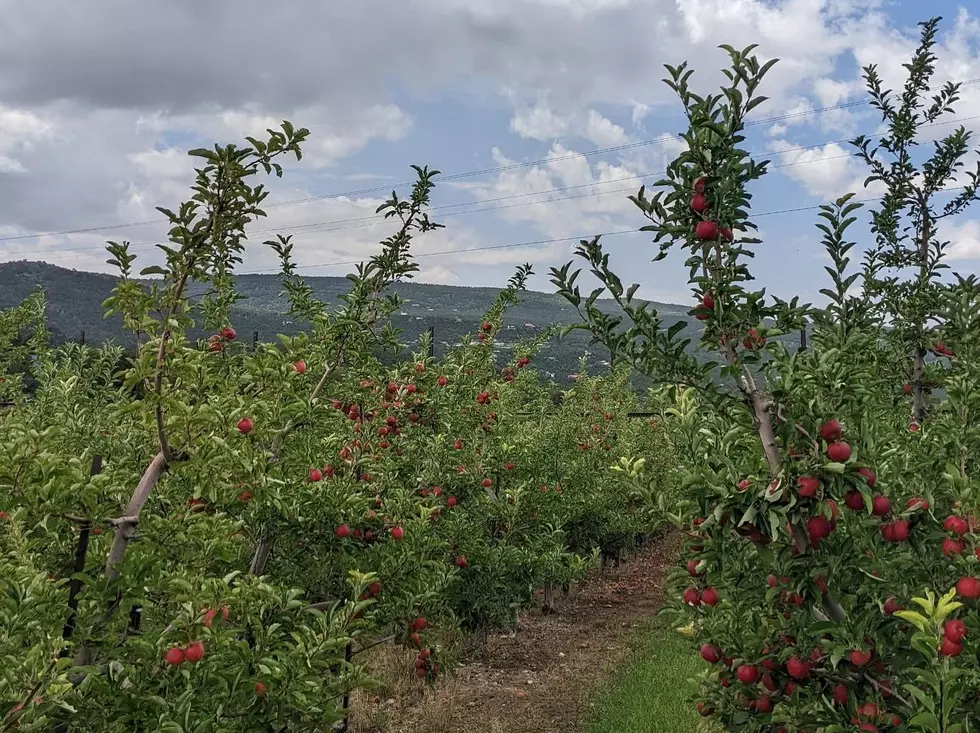 Apple Picking Farms and Orchards a Short Drive from El Paso 