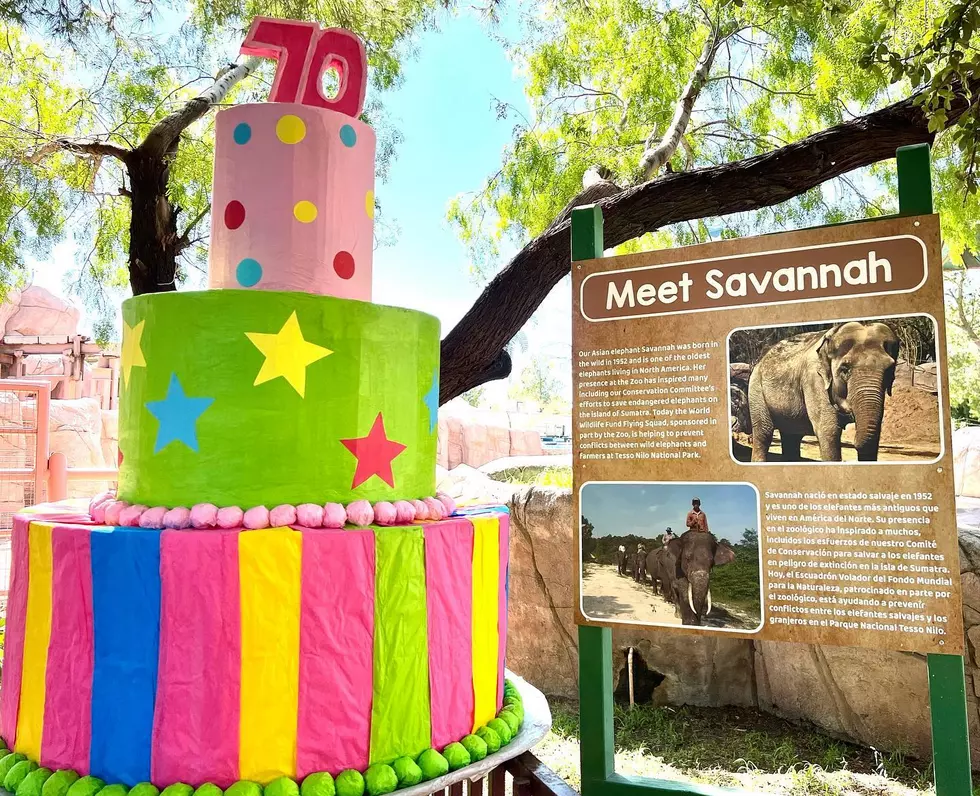 El Paso Zoo Throwing Savannah a Jumbo Sized Birthday Bash