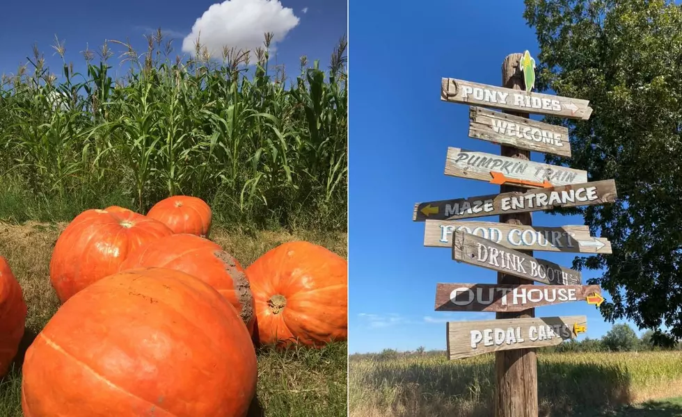Festive El Paso Corn Maze Returns with Pumpkin Patch, Activities for Kids