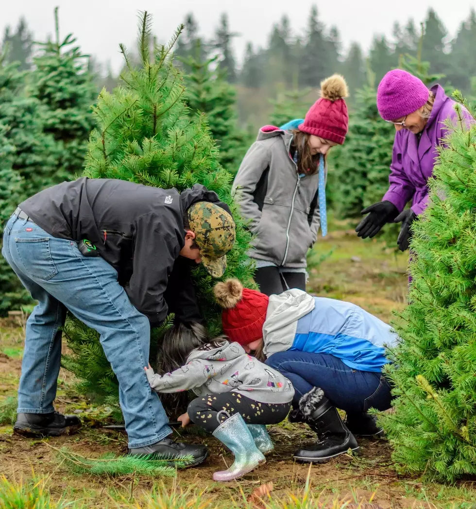 Family Outing to Cut Your Own Christmas Tree a Short Drive Away