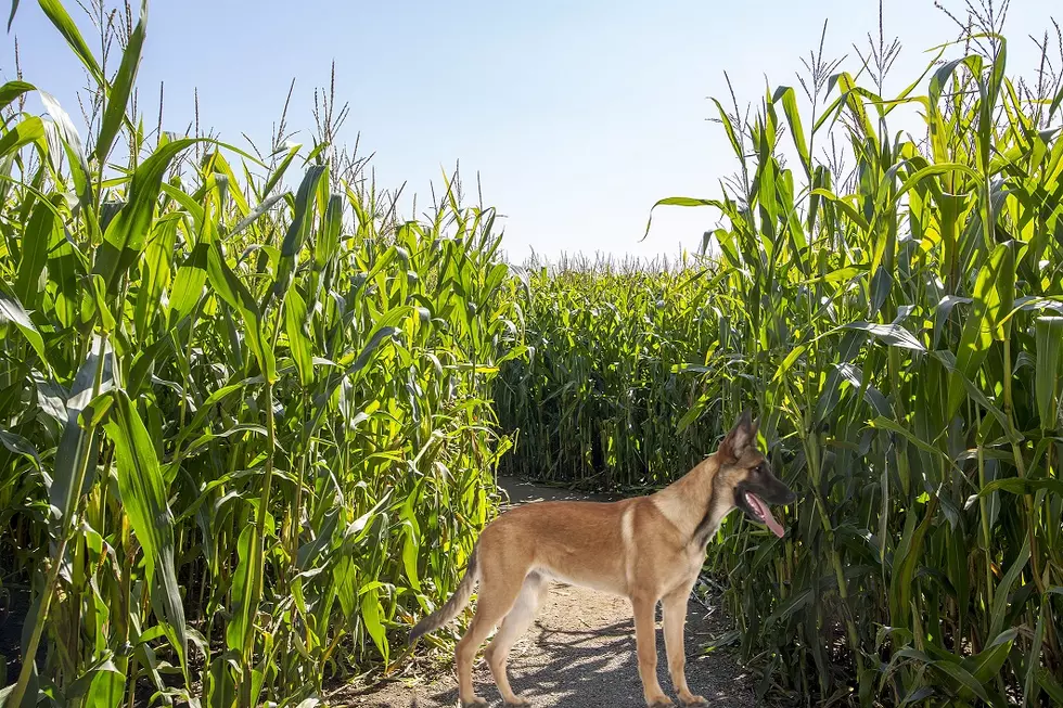 Dogs Get Their Day at La Union Maze - Bring Your Dog Day Sunday