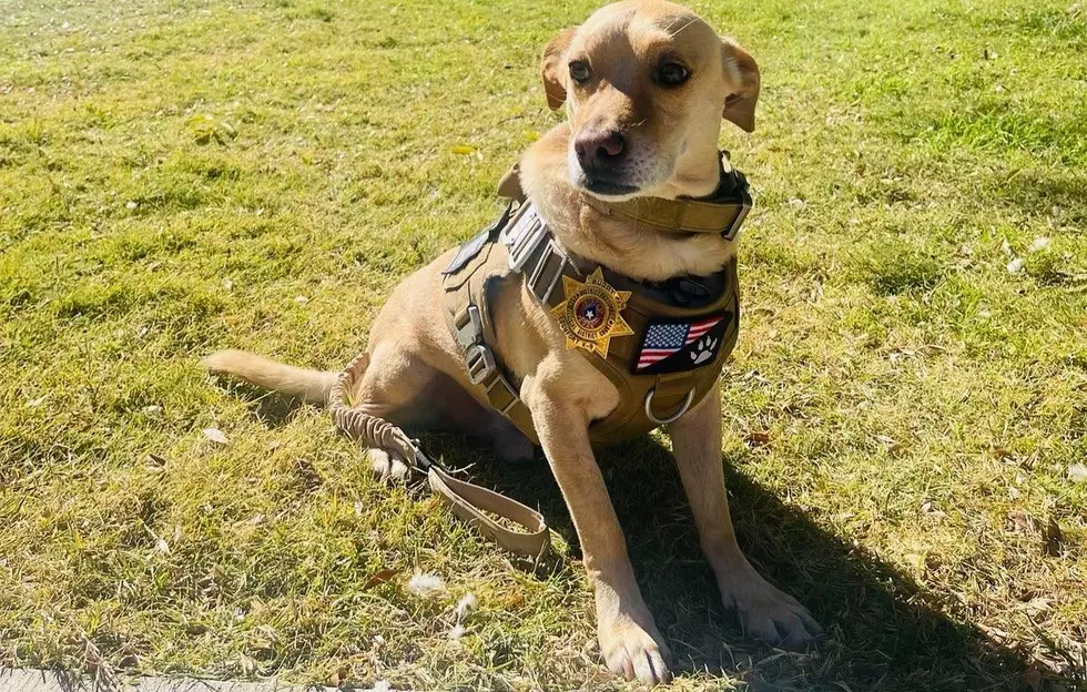 Once Abused and Neglected, Buddy Now a K-9 Comfort Dog with El Paso County