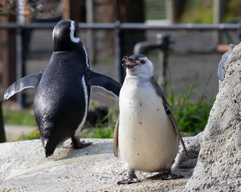 South American Penguins Coming to El Paso Zoo in 2023 – Here’s When We Can Expect Them