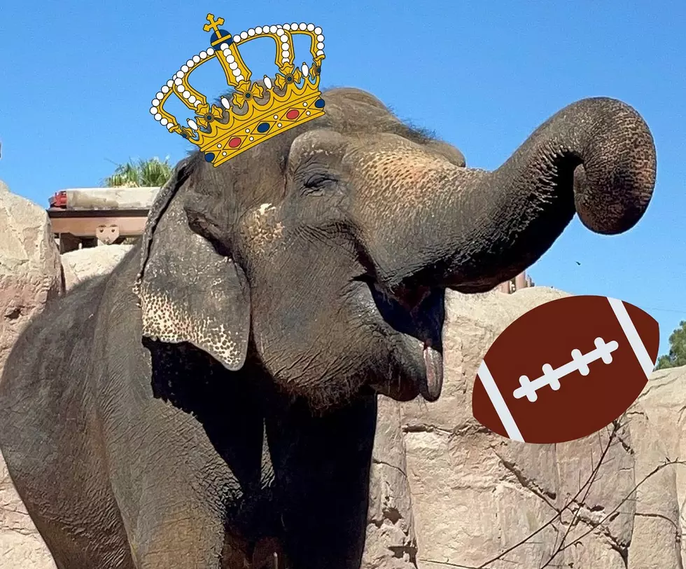 El Paso Zoo Elephant Savannah Is the Queen of Prognosticating Pachyderms