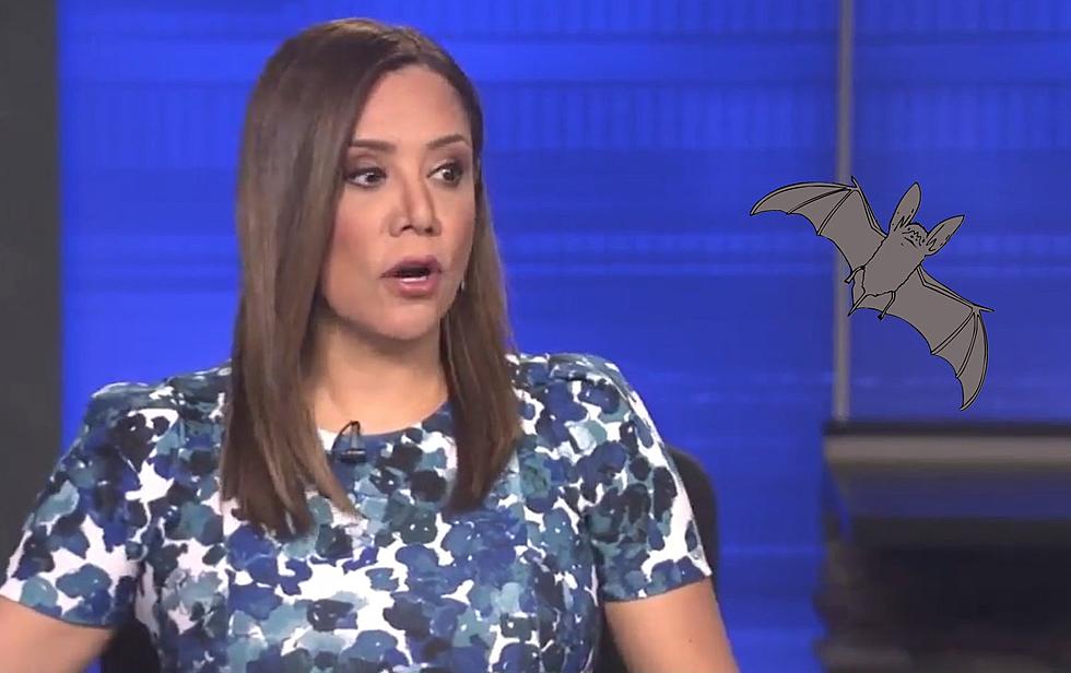 Uninvited Guests Drive El Paso News Anchors Bats**t Crazy