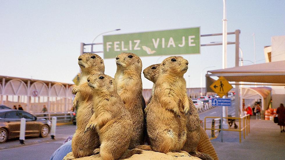 A Colony of Prairie Dogs From The El Paso Zoo Are Missing… Or are they?!