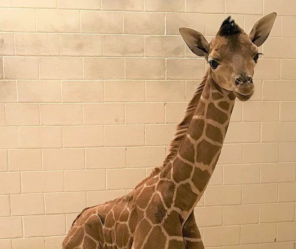 Zoo's New Baby Giraffe Needs a Name, El Pasoans Have Suggestions