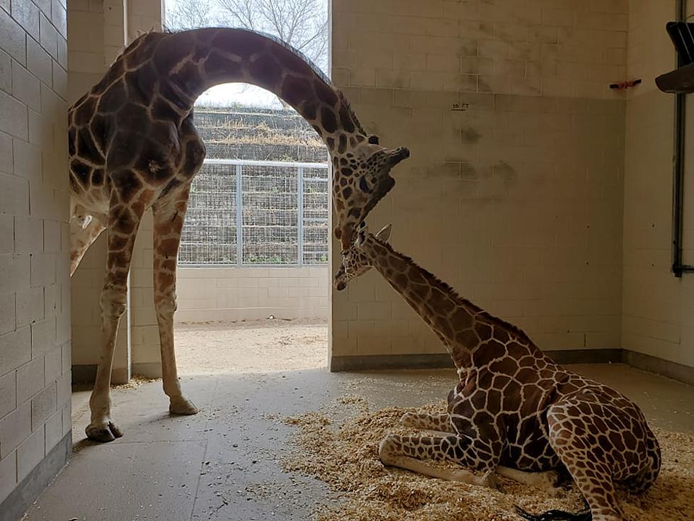 El Paso Zoo Giraffe Gigi is Preggers! Juma, You ARE the Father