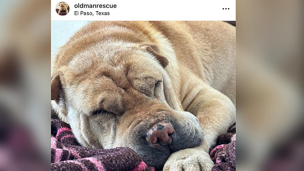 Texas Family Adopts Senior Shelter Dog, Shares Heartwarming Final Days On Instagram