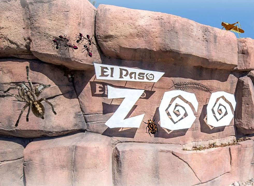 Bugs Get Love at El Paso Zoo Bug Fest '23