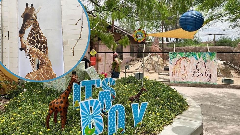 Cuteness Overload: Inside El Paso Zoo’s First Giraffe Baby Shower