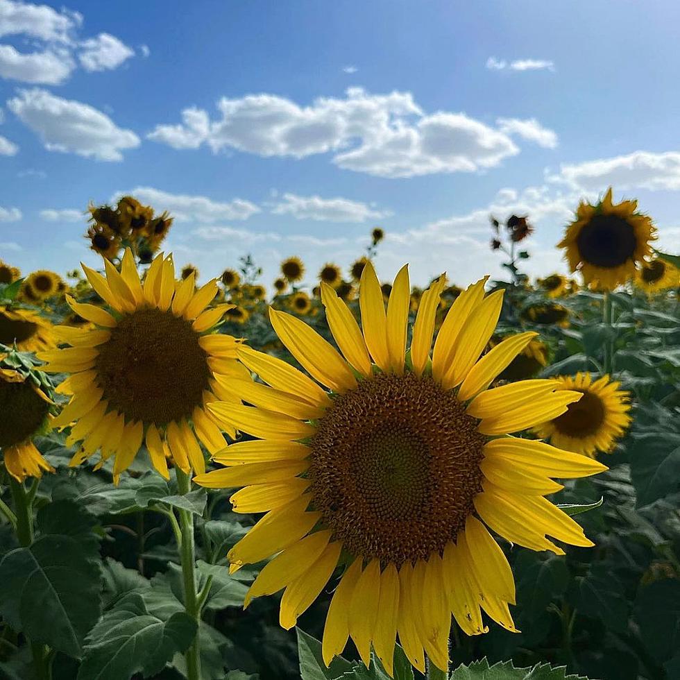 Huge, Breathtaking 10-Acre Sunflower Field in Texas Opens
