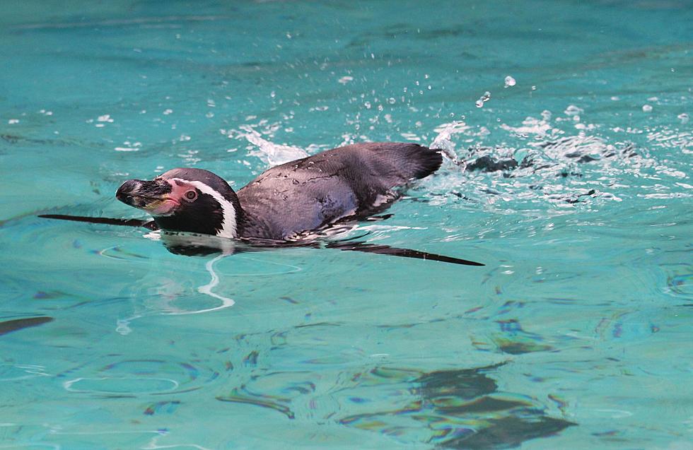 Womp Womp: El Paso Zoo Penguin Exhibit Opening Delayed