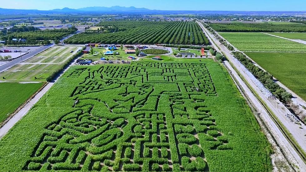 Get Lost in Fun: La Union Maze Opens This Weekend