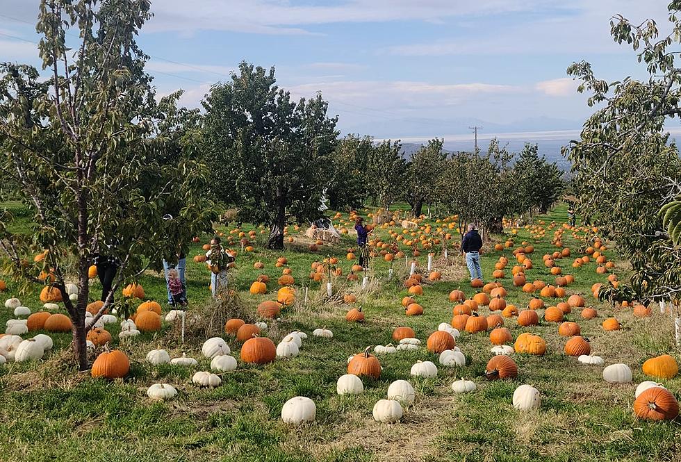 Pumpkin Picking Fun on the Farm is a Day-Trip Drive From El Paso