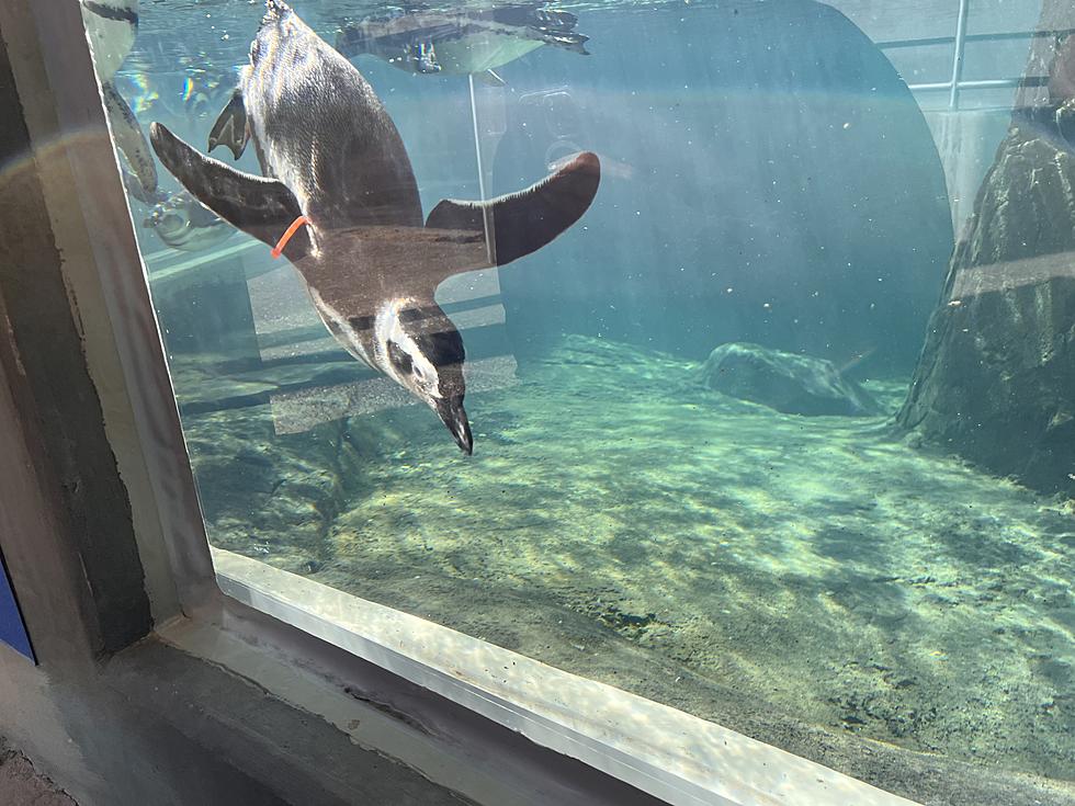 El Paso Zoo&#8217;s Penguin Exhibit Is Now Open!