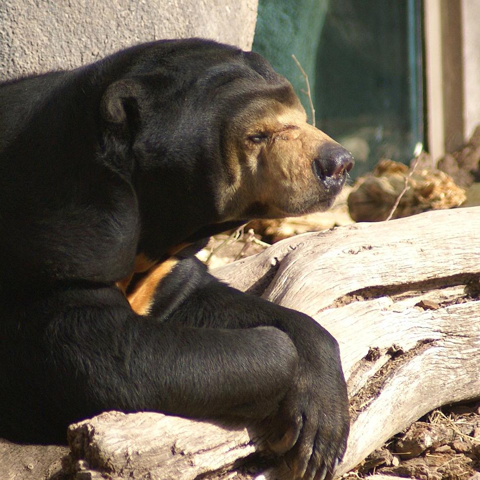 El Paso Zoo Mourns the Passing of Heliana The Sun Bear